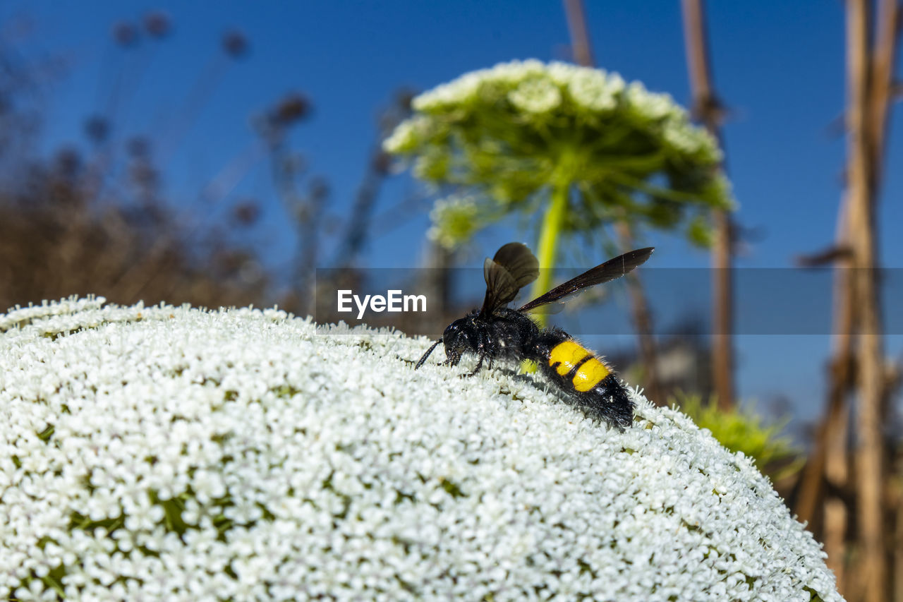 CLOSE-UP OF HONEY BEE ON ROCK