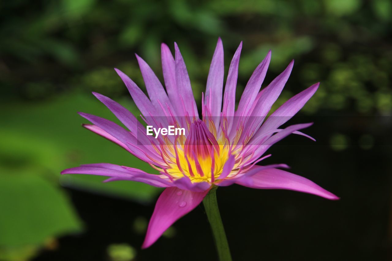 CLOSE-UP OF LOTUS FLOWER BLOOMING OUTDOORS