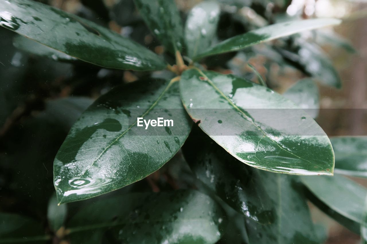 Close-up of raindrops on leaves