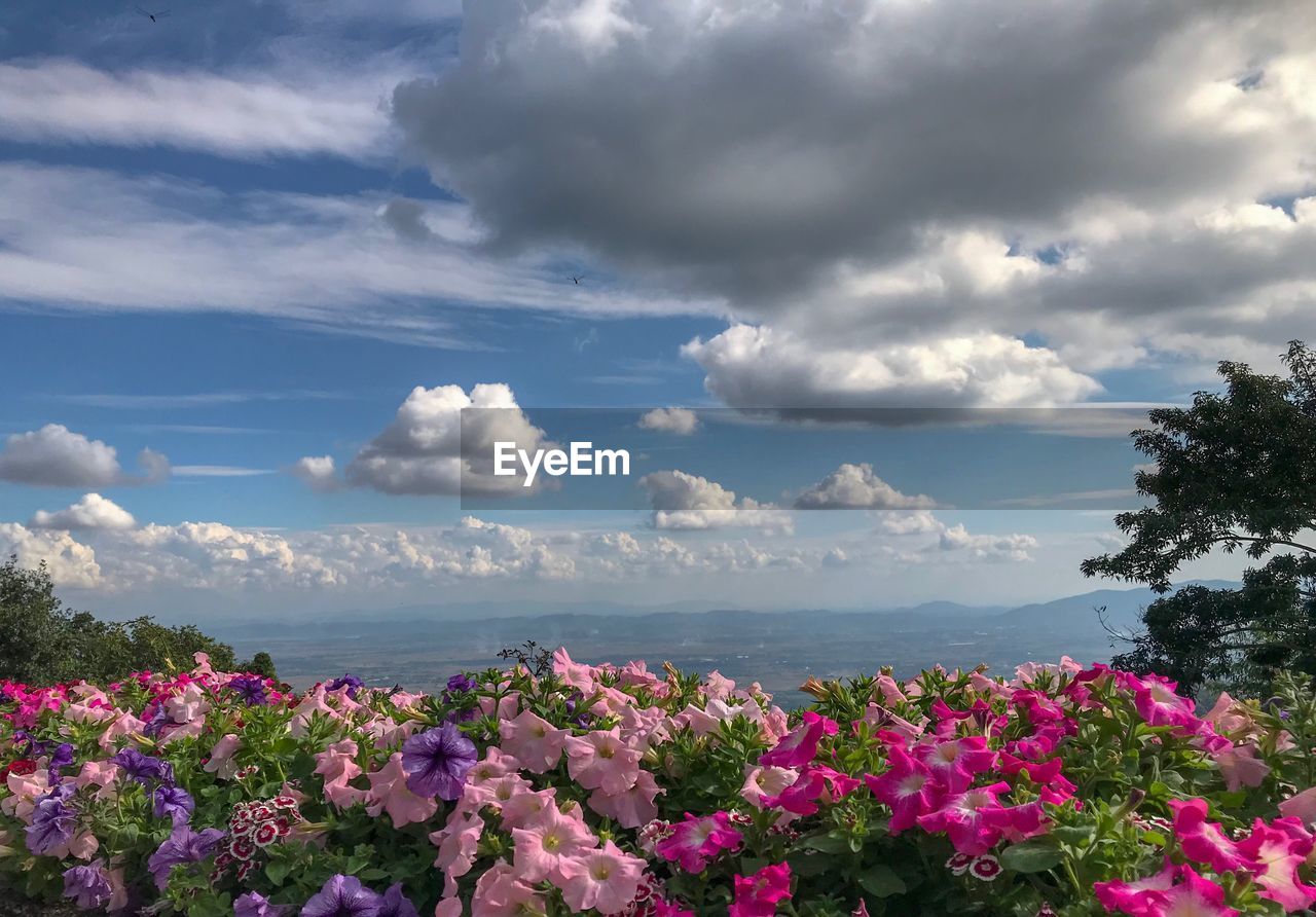 PINK FLOWERING PLANTS AGAINST SKY