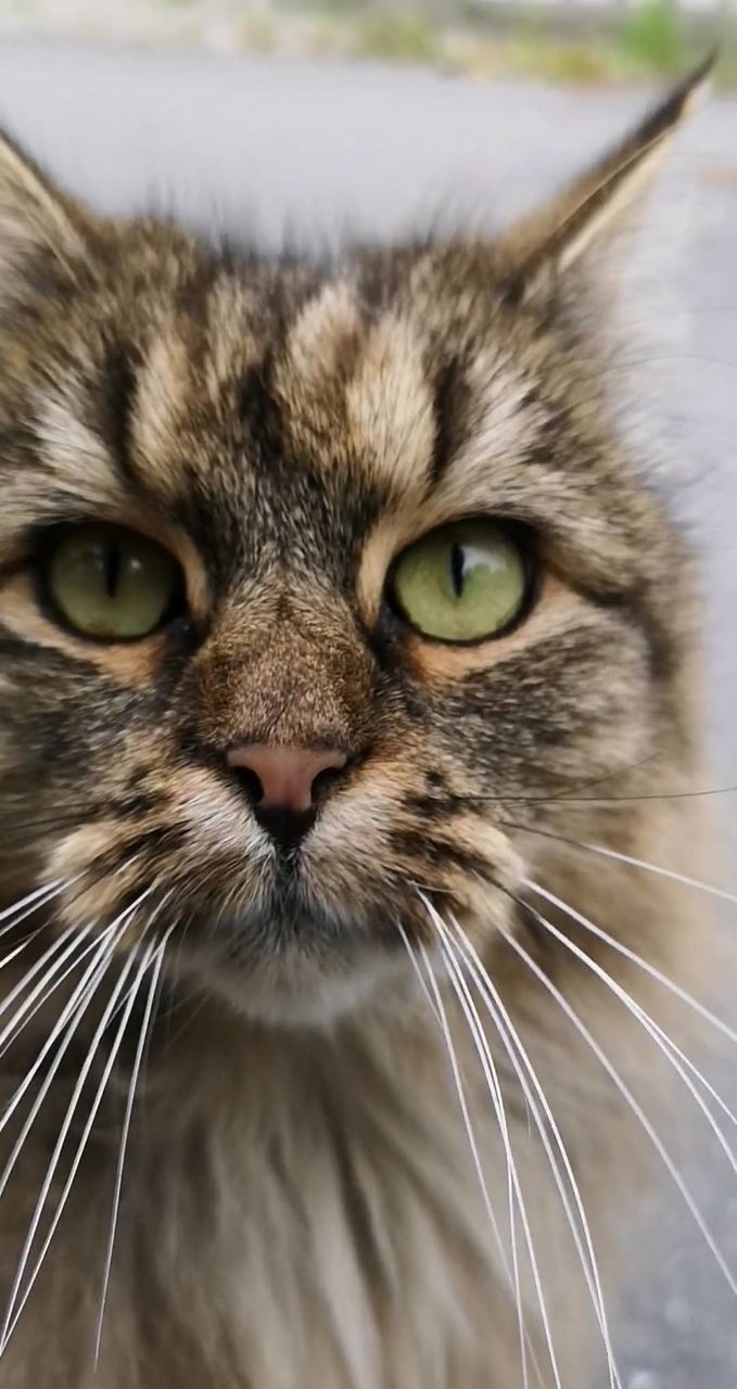 Close-up portrait of a cat