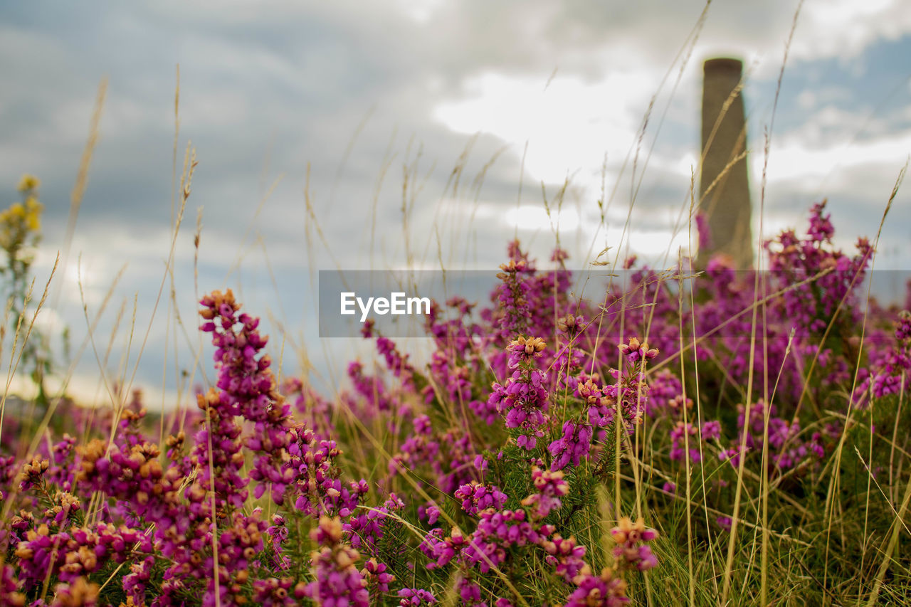 Close-up of flowers growing in field