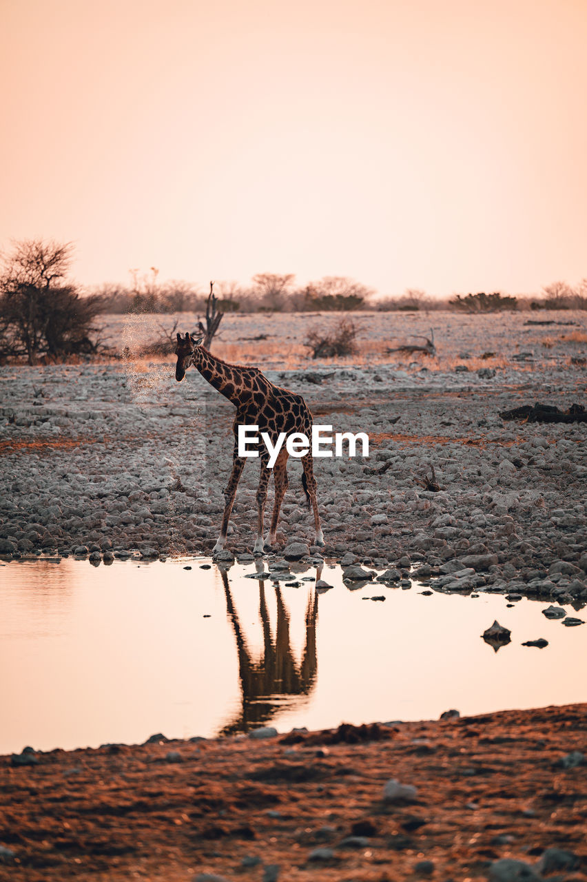 A giraffe drinking at a watering hole in etosha national park in namibia at sunset 