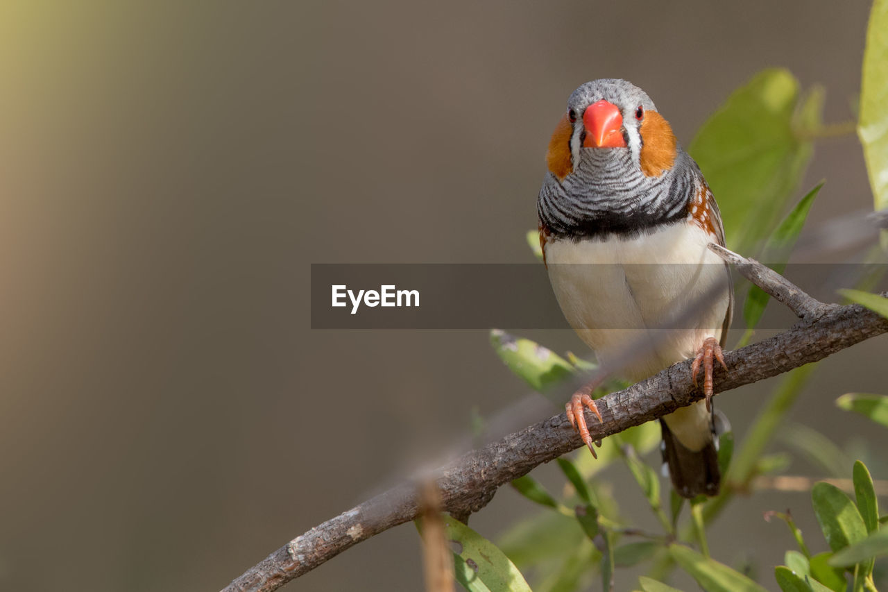 Close-up of bird perching on branch