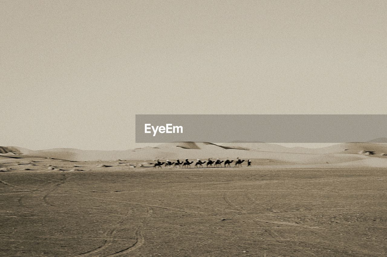 Camels walking in scenic desert against sky