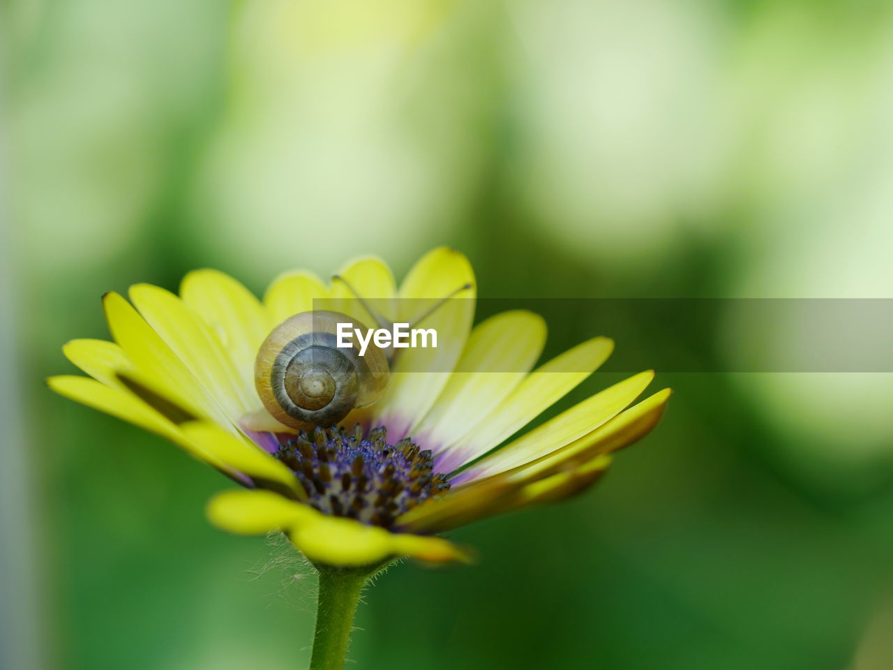 CLOSE-UP OF INSECT ON FLOWER