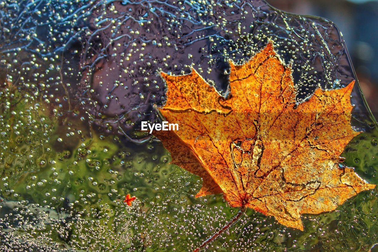Close-up of leaves freeze during autumn