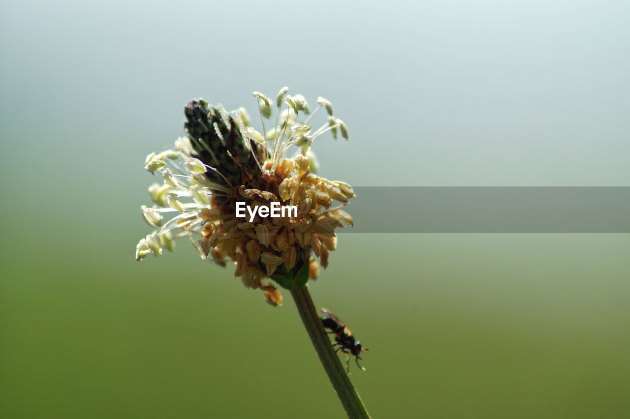 CLOSE-UP OF WILTED FLOWER BUDS