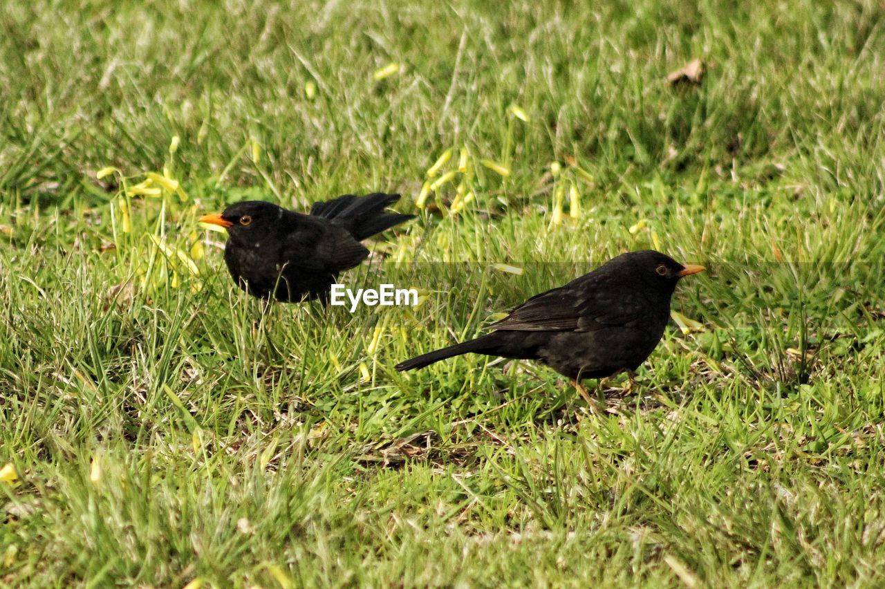 BIRD ON FIELD