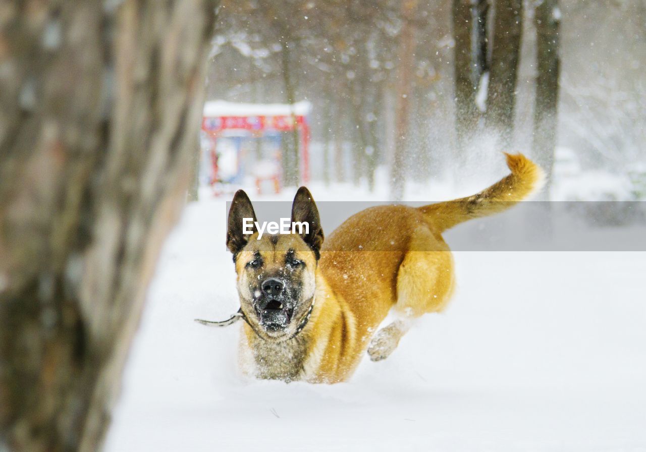 Belgian shepherd standing on snow covered field