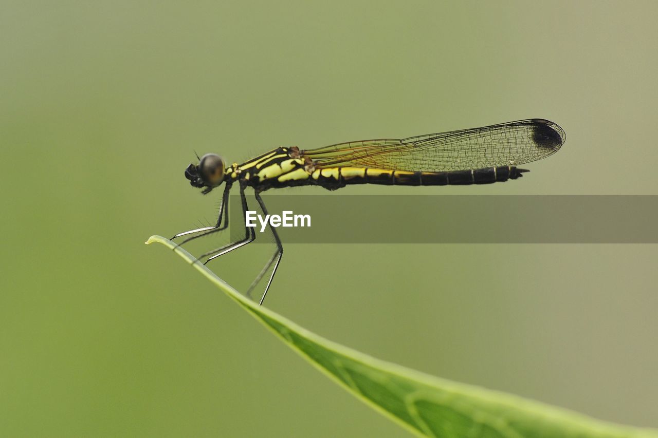 Close-up of damselfly on leaf