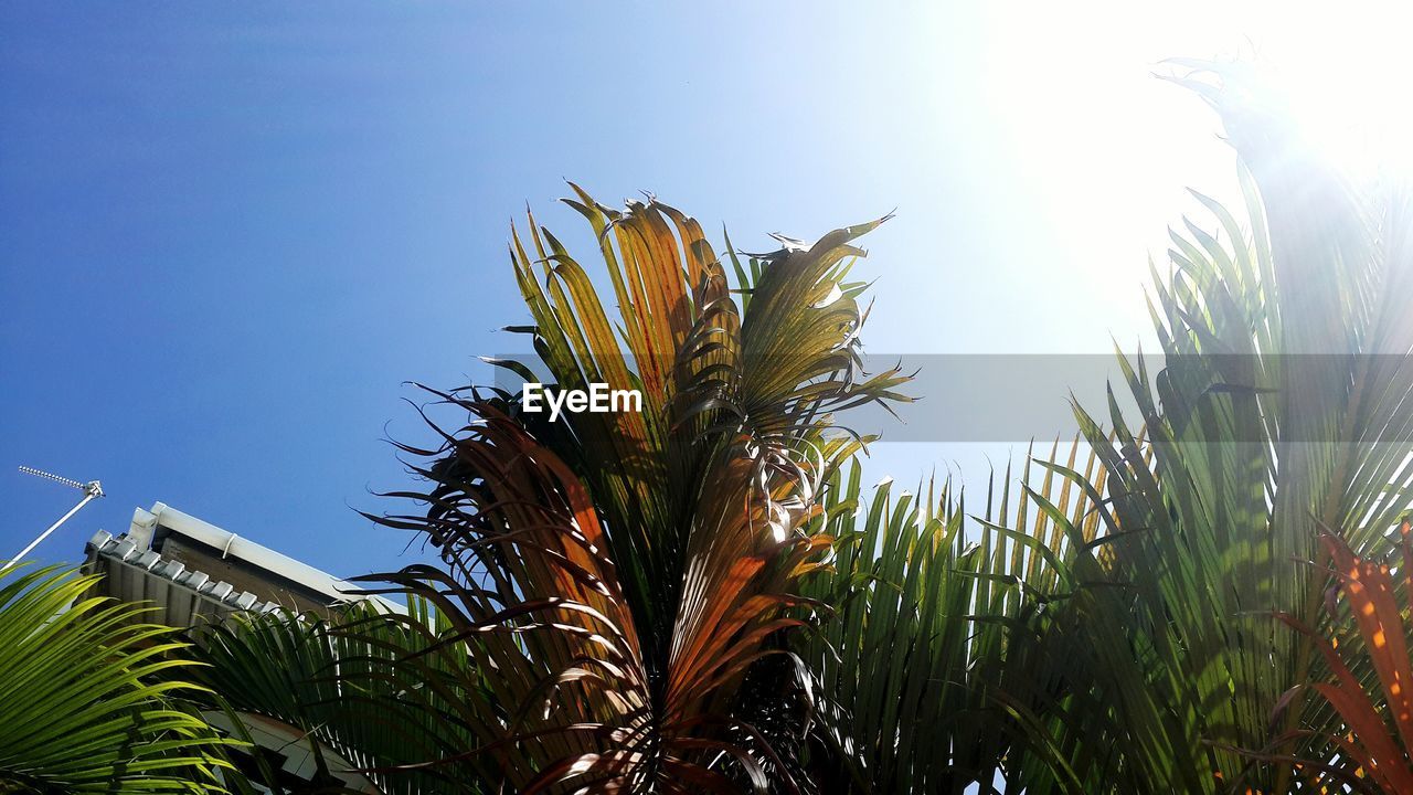 LOW-ANGLE VIEW OF TREE AGAINST SKY