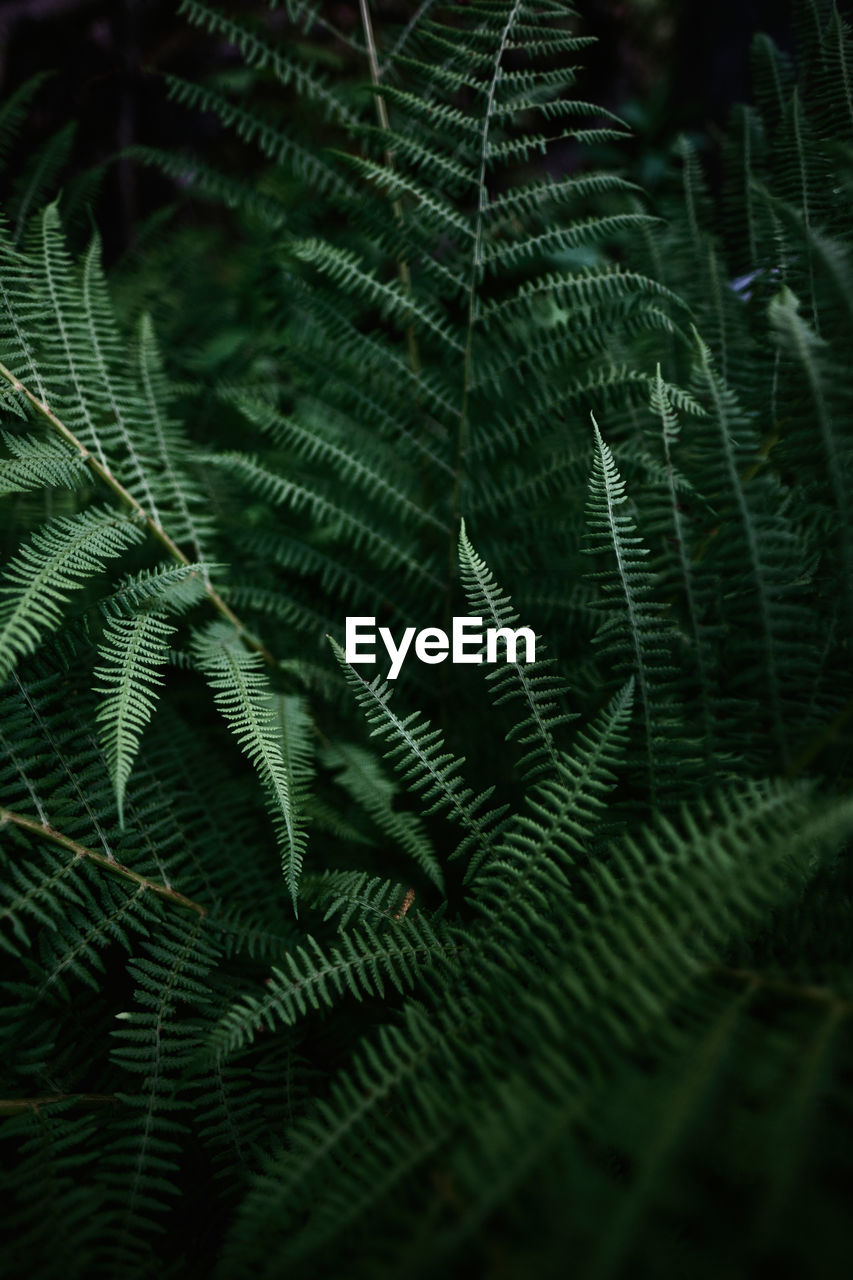 Close-up of fern leaves