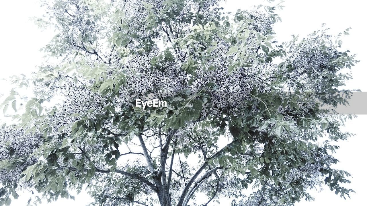 LOW ANGLE VIEW OF TREES AGAINST SKY
