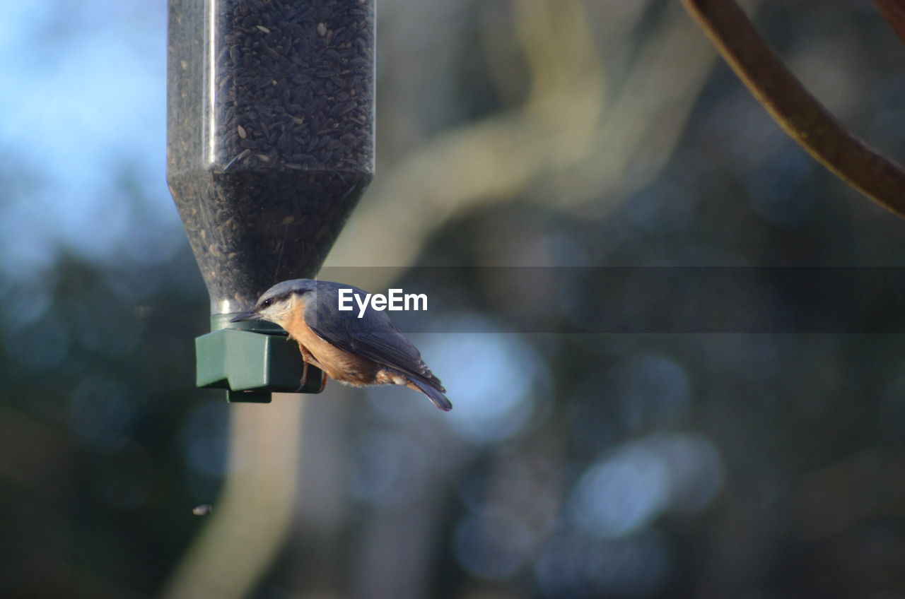 animal, animal themes, bird, animal wildlife, wildlife, close-up, blue, one animal, focus on foreground, macro photography, nature, no people, outdoors, flying, day