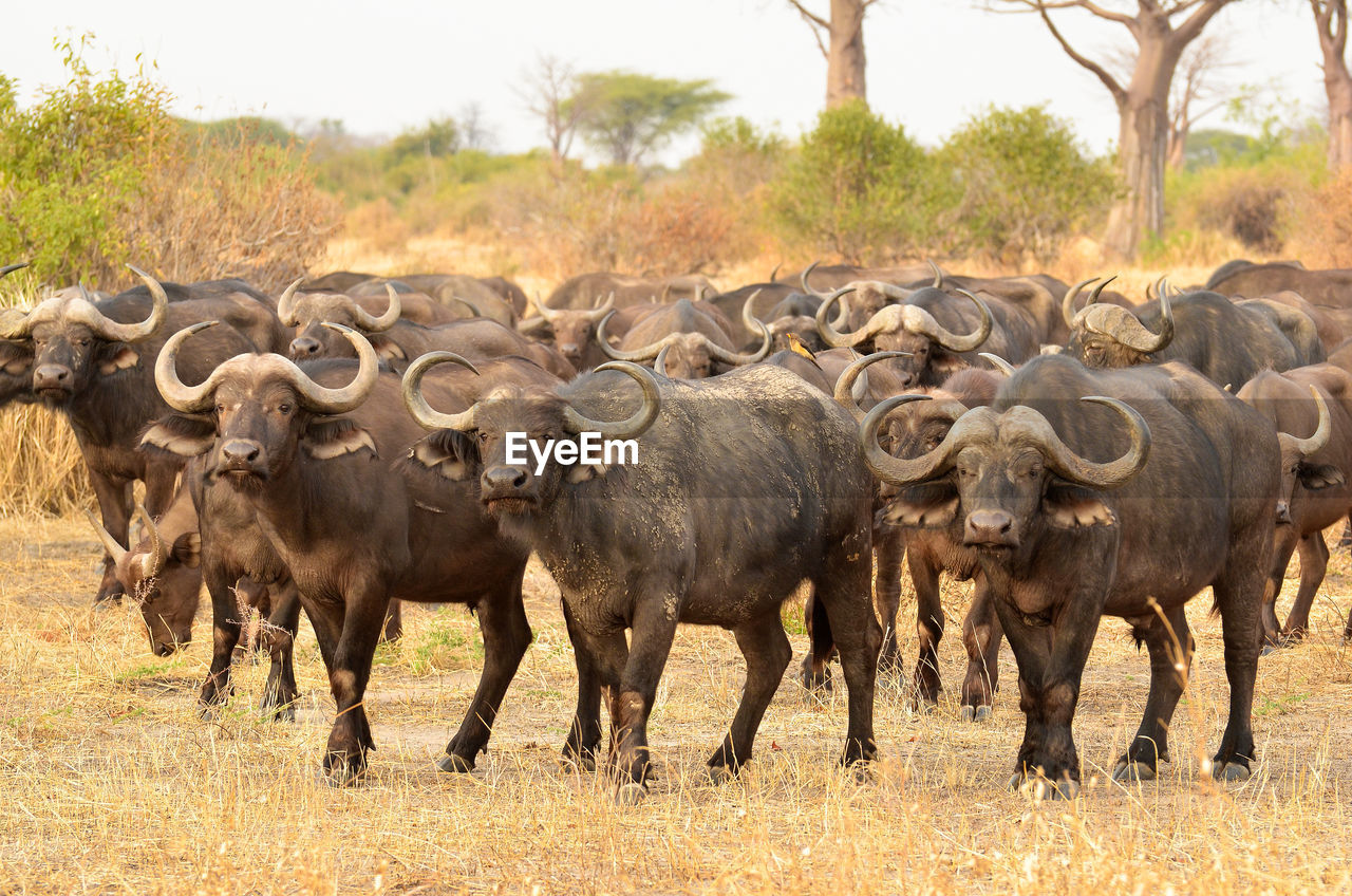 African cape buffalo, africa