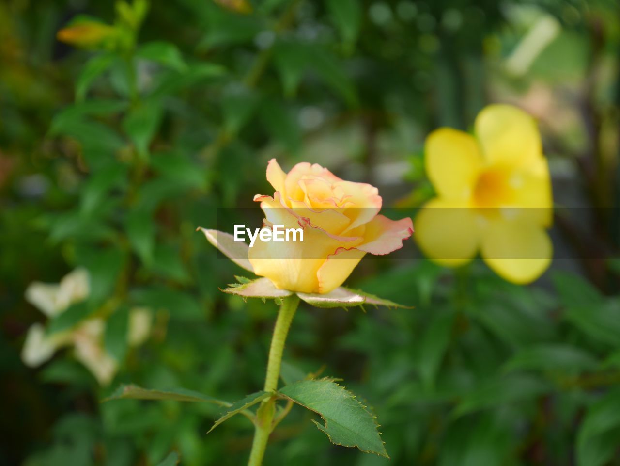 CLOSE-UP OF YELLOW ROSE IN BLOOM