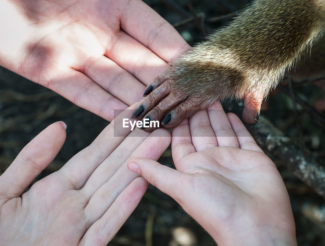 Close-up of people and monkey holding hands