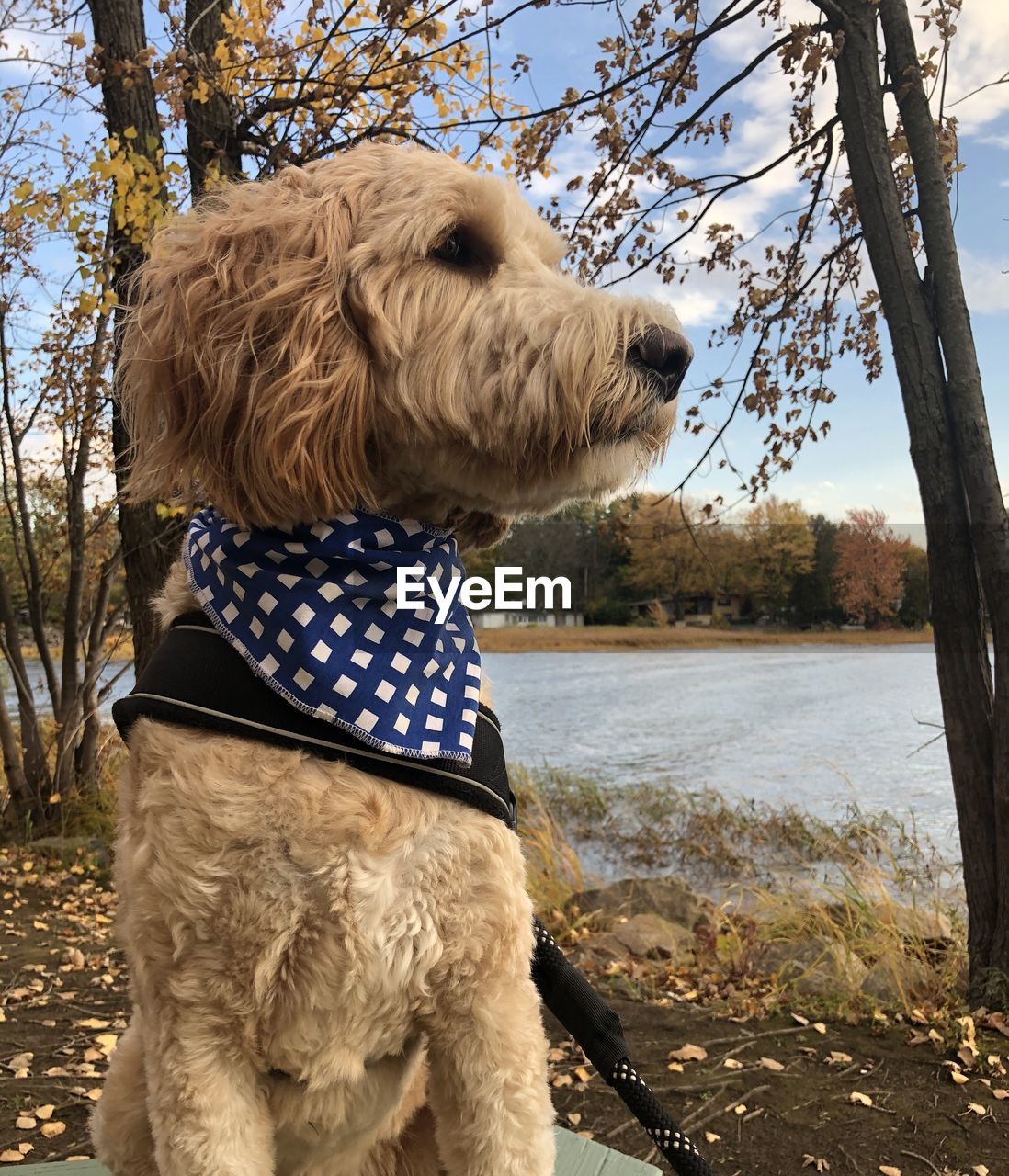 VIEW OF A DOG STANDING ON LAND