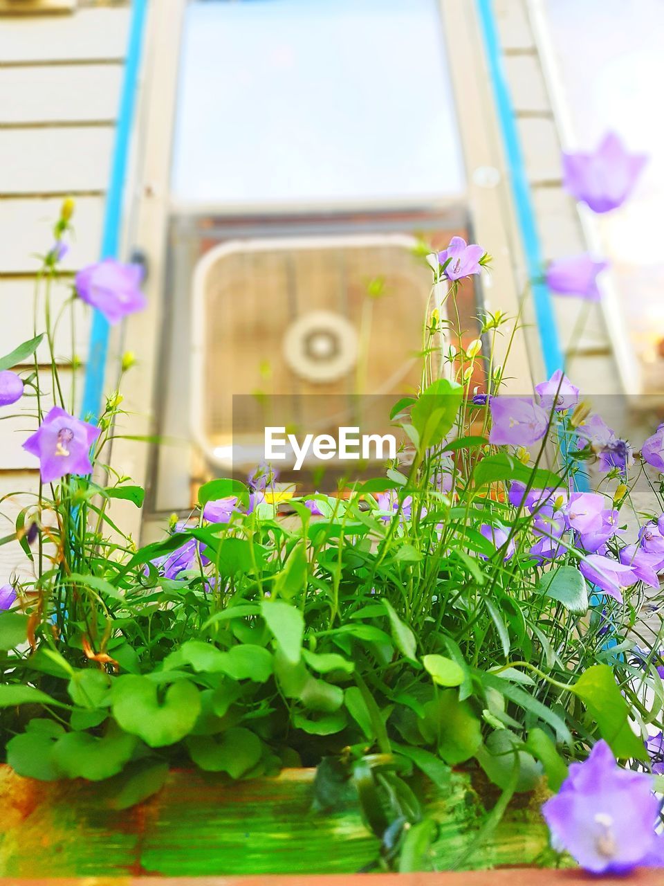 CLOSE-UP OF PURPLE FLOWERING PLANT