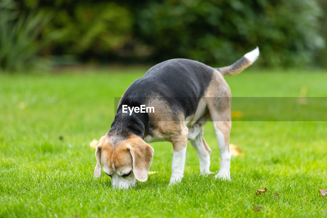 DOG STANDING ON GRASS