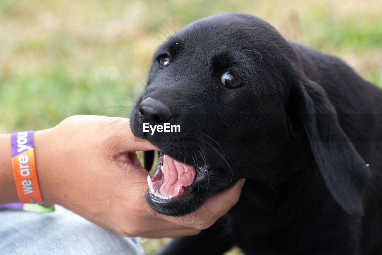 Head shot of an 8 week old black labrador puppy chewing a persons thumb