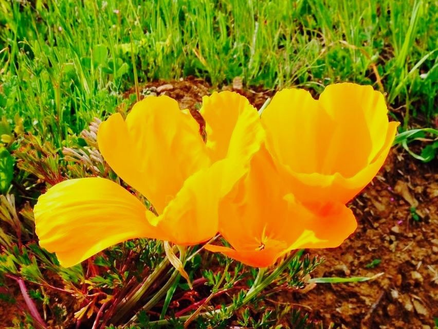 CLOSE-UP OF YELLOW FLOWERS