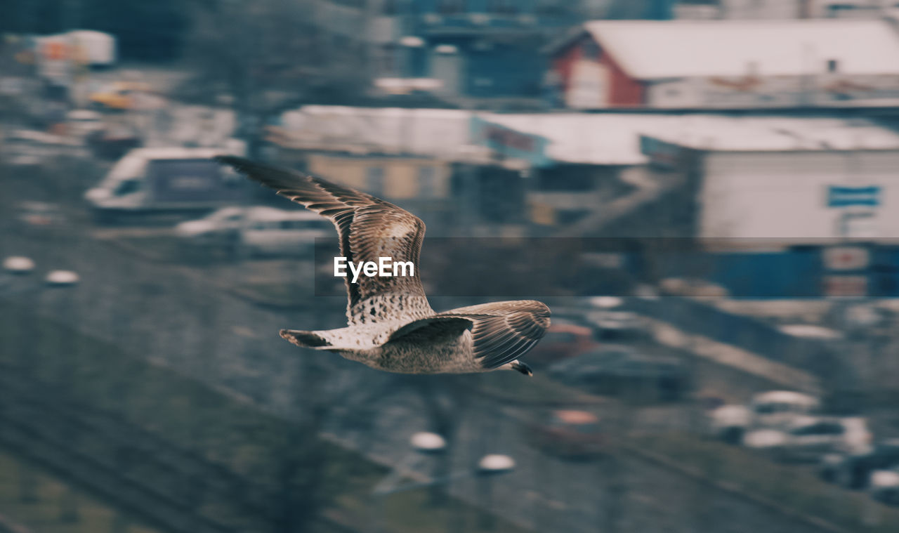 CLOSE-UP OF BIRD FLYING OVER CITY