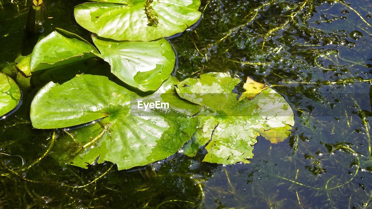 HIGH ANGLE VIEW OF WET LEAVES ON PLANT