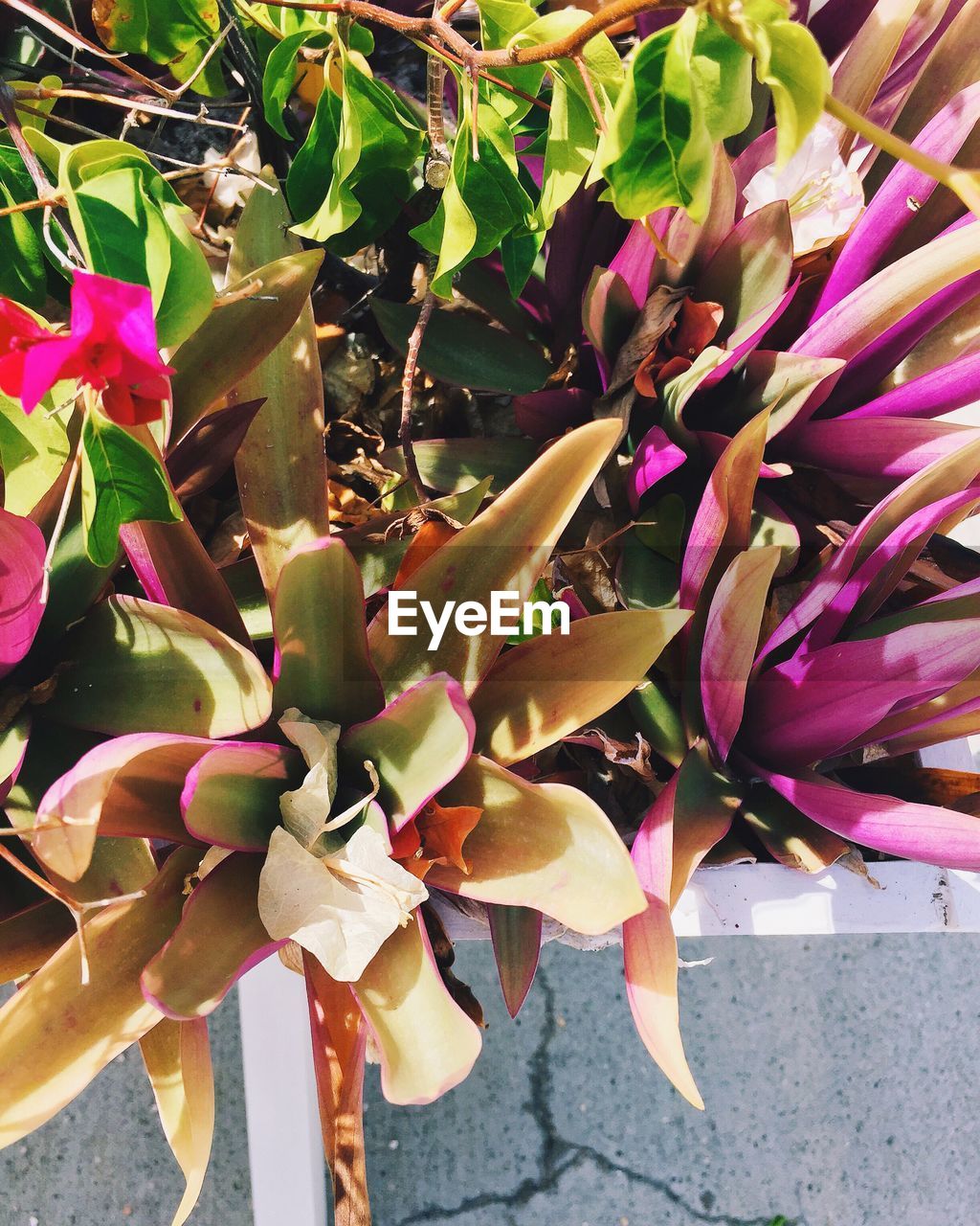 CLOSE-UP OF PINK FLOWERS IN GARDEN