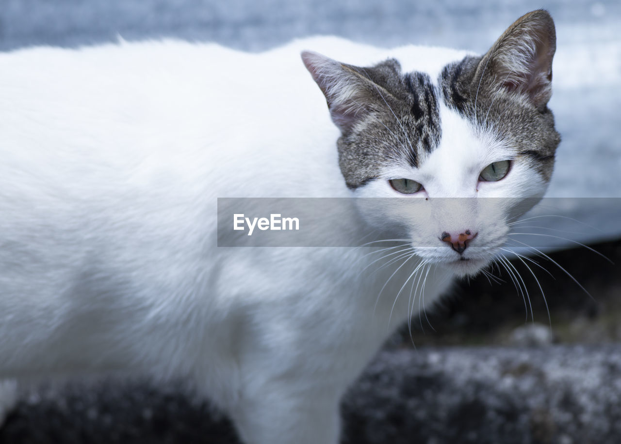 Close-up portrait of a cat