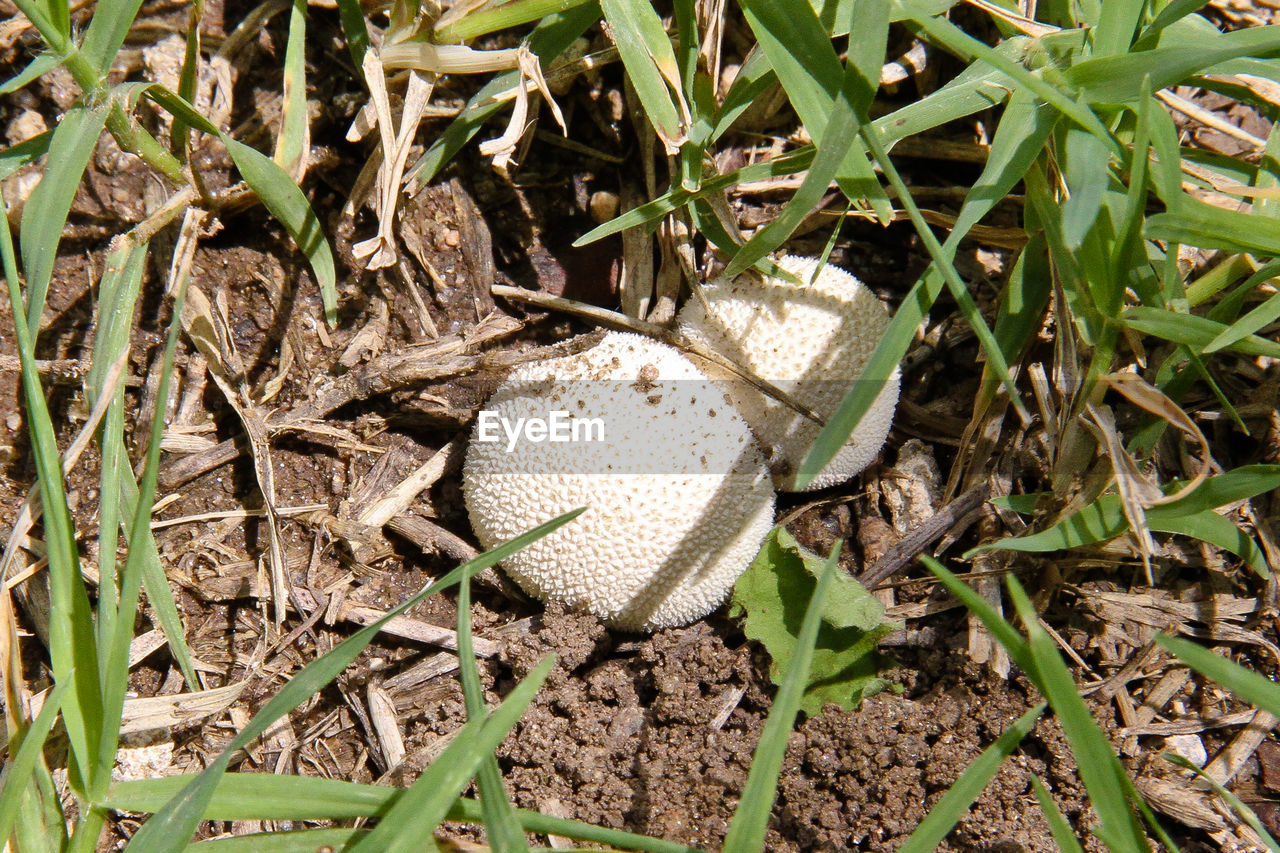 HIGH ANGLE VIEW OF MUSHROOMS IN FIELD