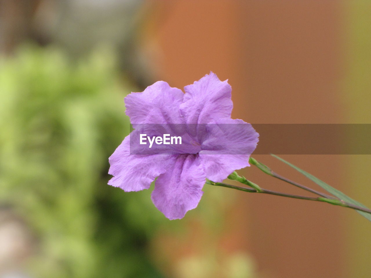 Close-up of purple flowering plant