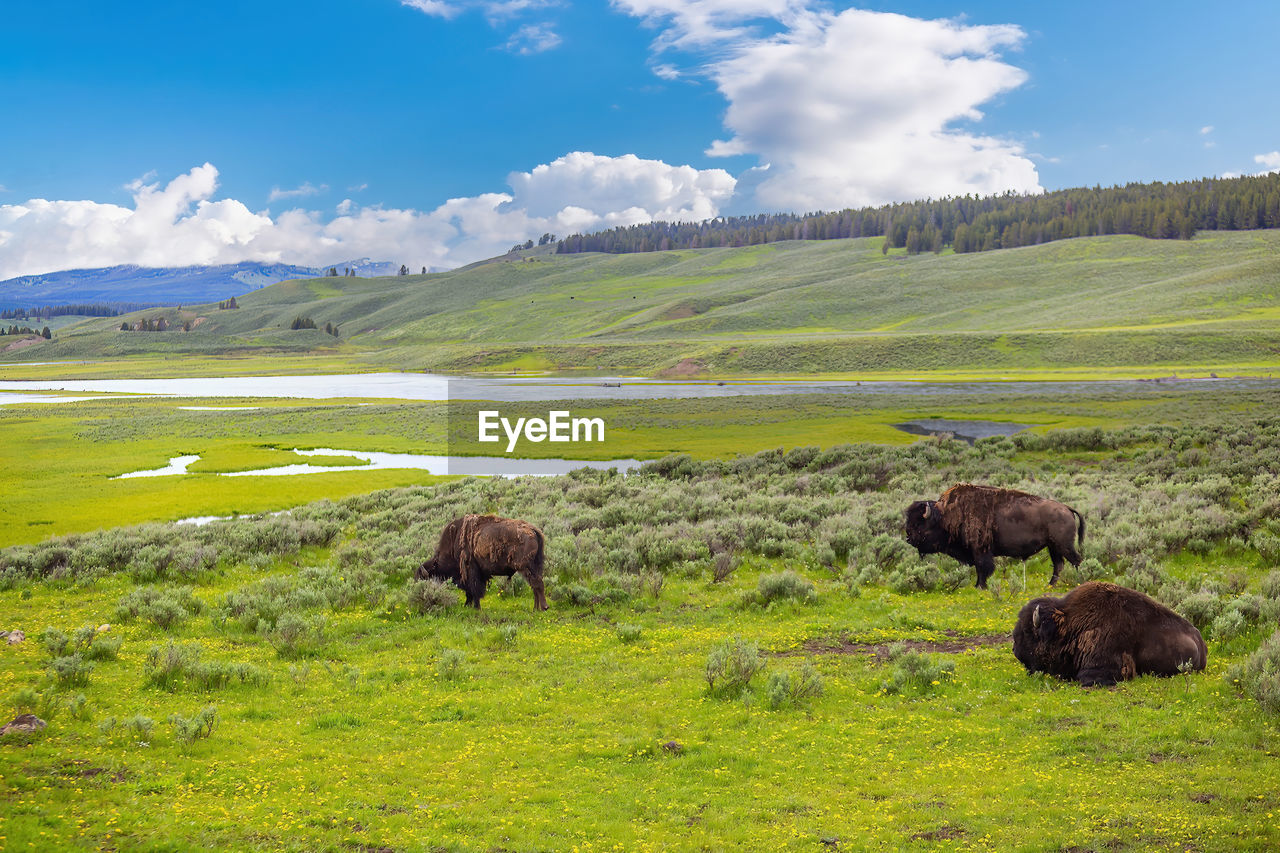 horse grazing on field against sky