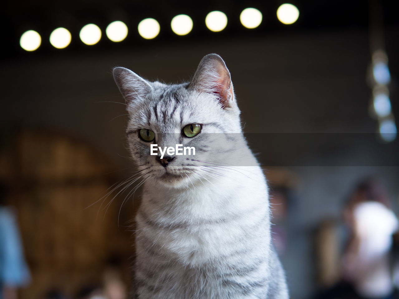 Close-up of cat looking at camera