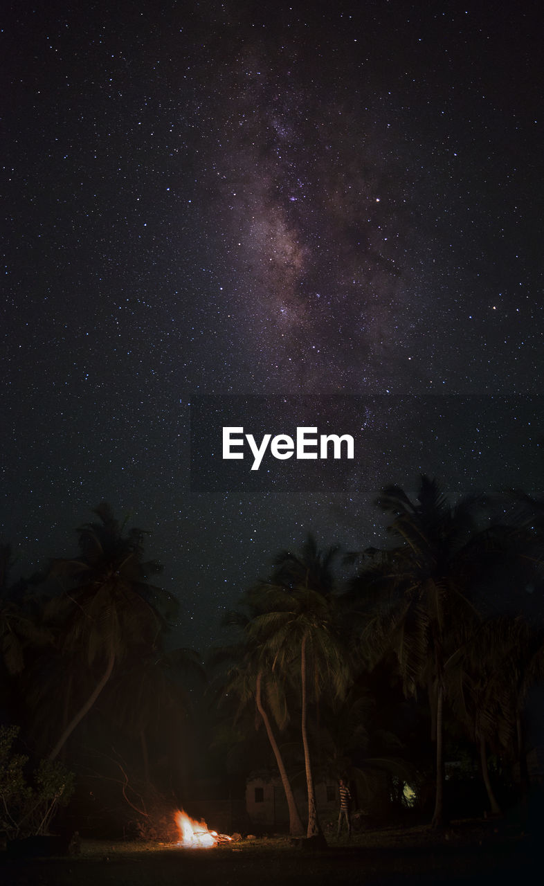 SILHOUETTE TREES AGAINST STAR FIELD IN SKY