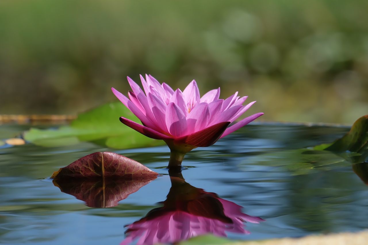 Close-up of lotus water lily in lake