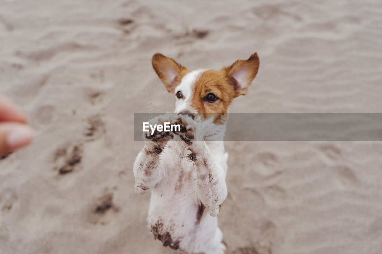 PORTRAIT OF DOG ON SANDY BEACH