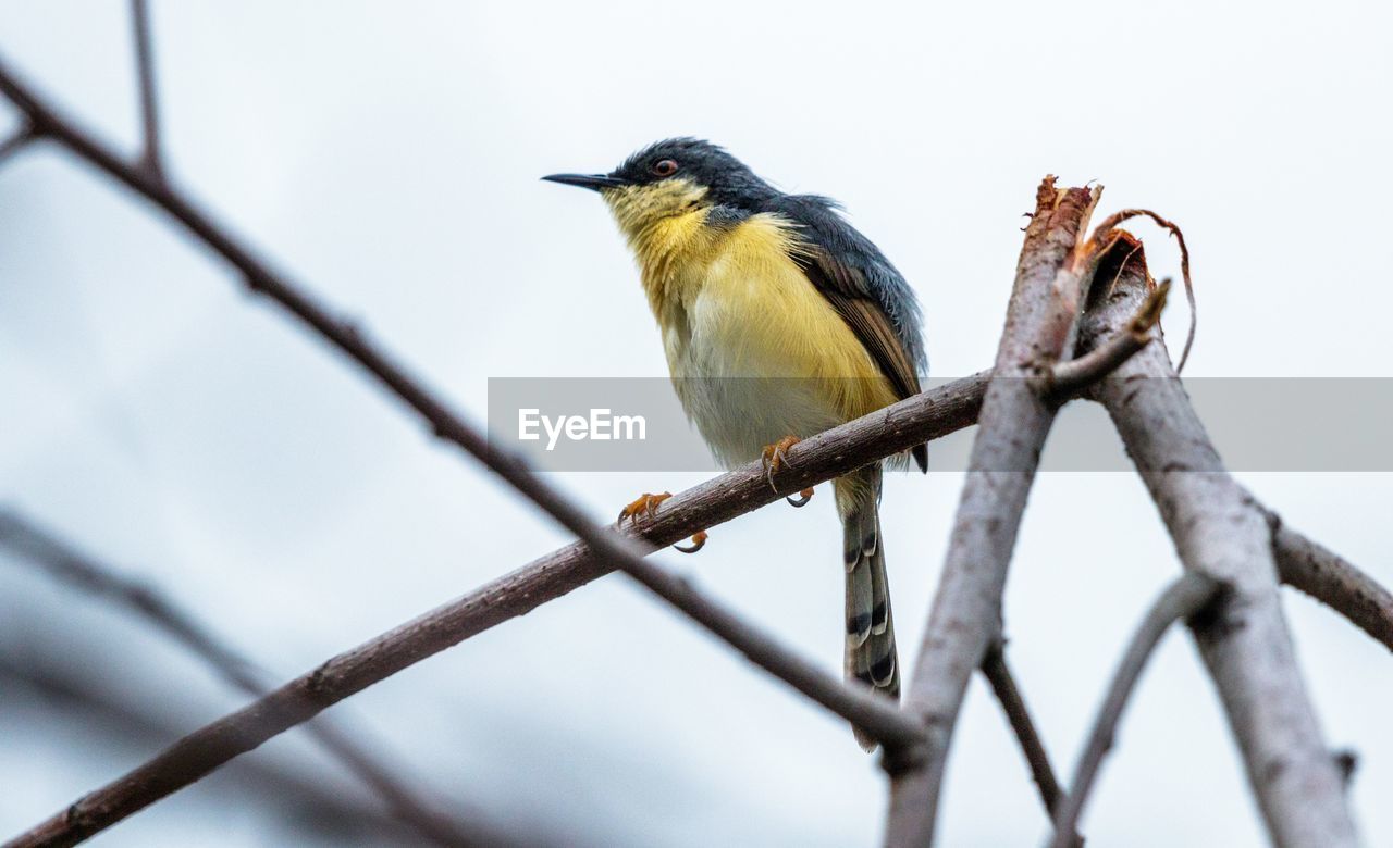 Low angle view of bird perching on branch