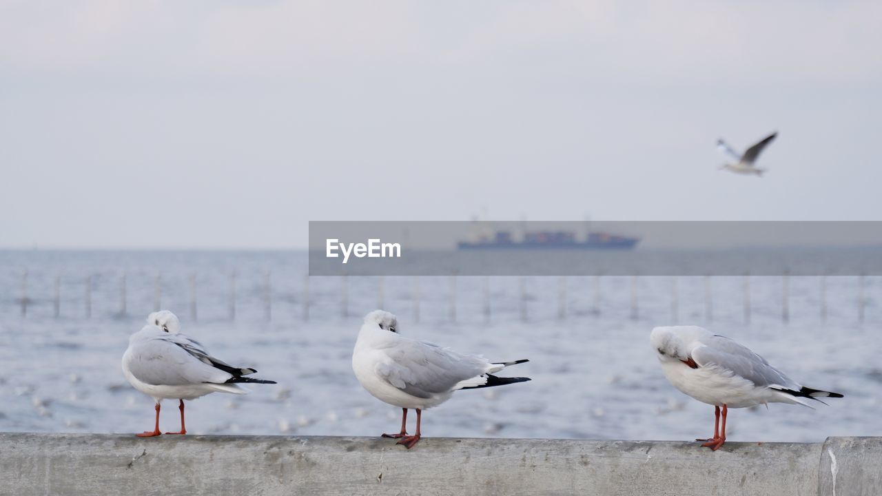 Seagulls flying over sea against sky