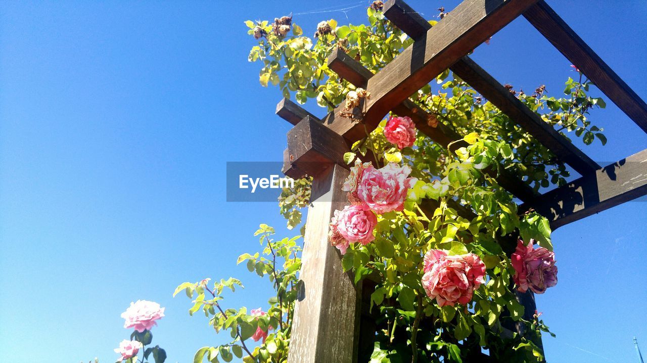 Low angle view of pink roses on wooden structure against blue sky