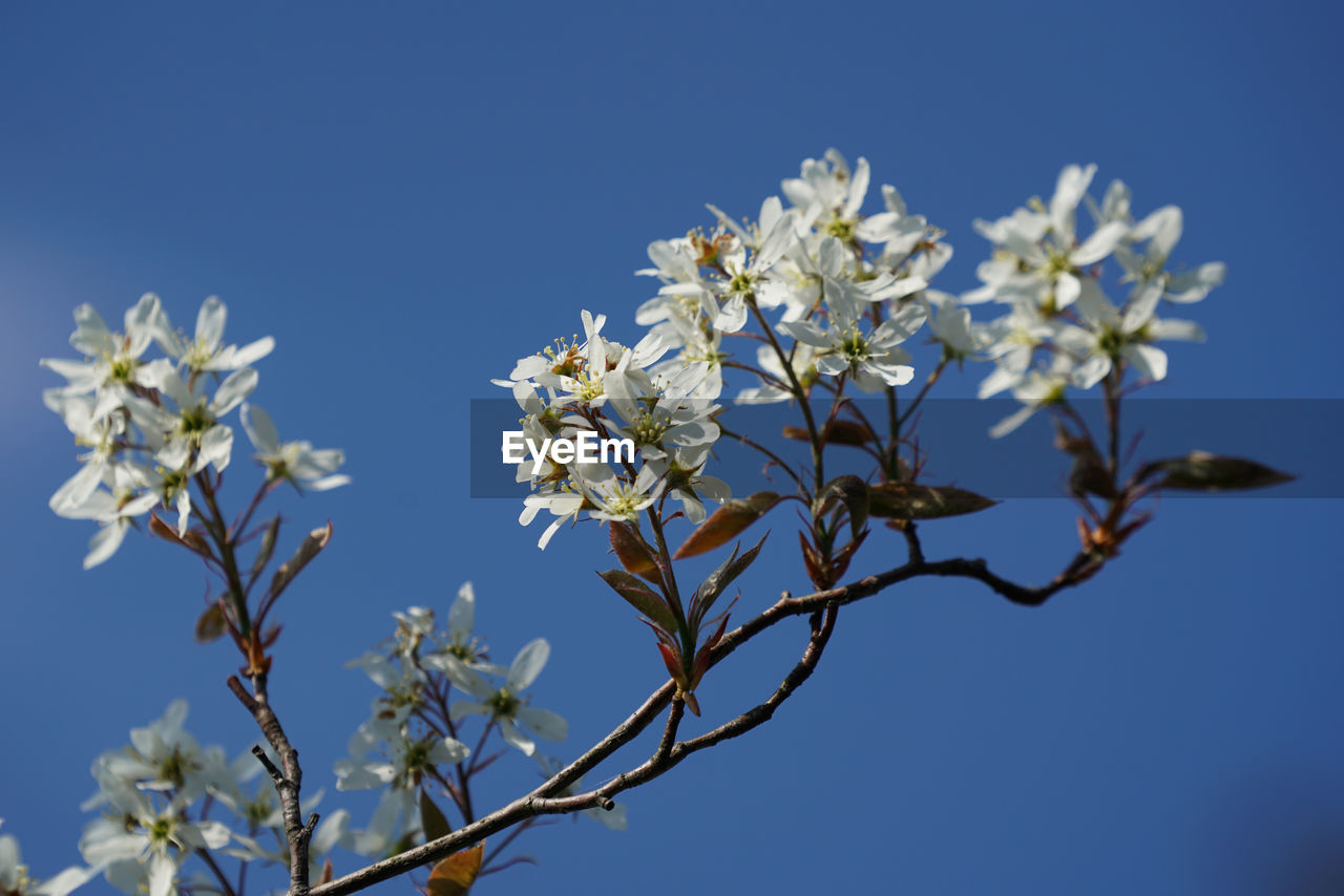 LOW ANGLE VIEW OF CHERRY BLOSSOM AGAINST BLUE SKY