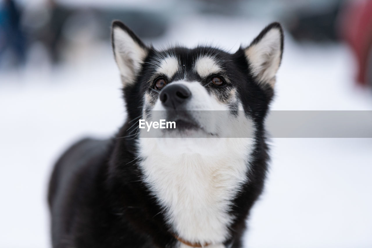 CLOSE-UP PORTRAIT OF DOG LOOKING AT CAMERA