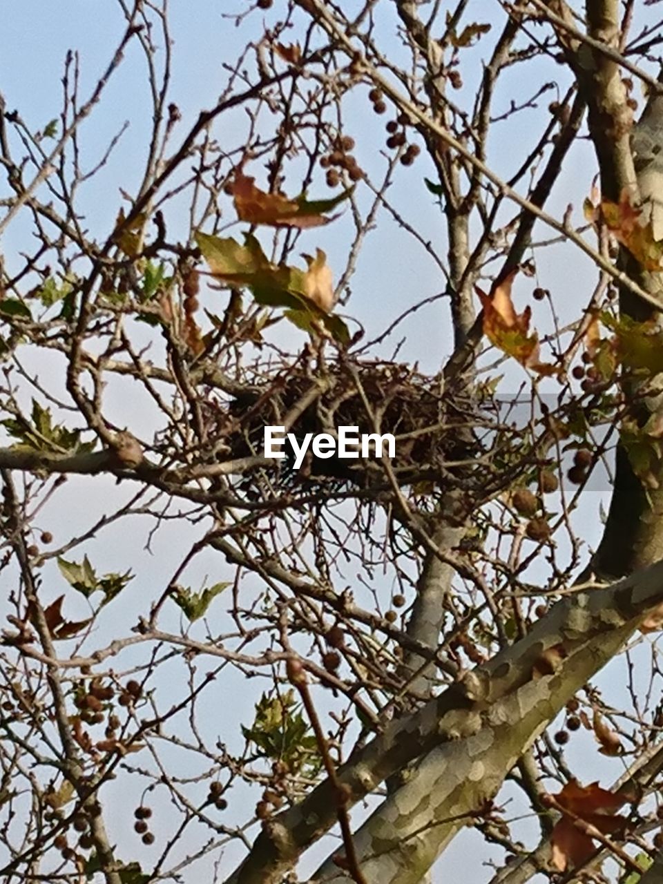 LOW ANGLE VIEW OF BIRD PERCHING ON TREE