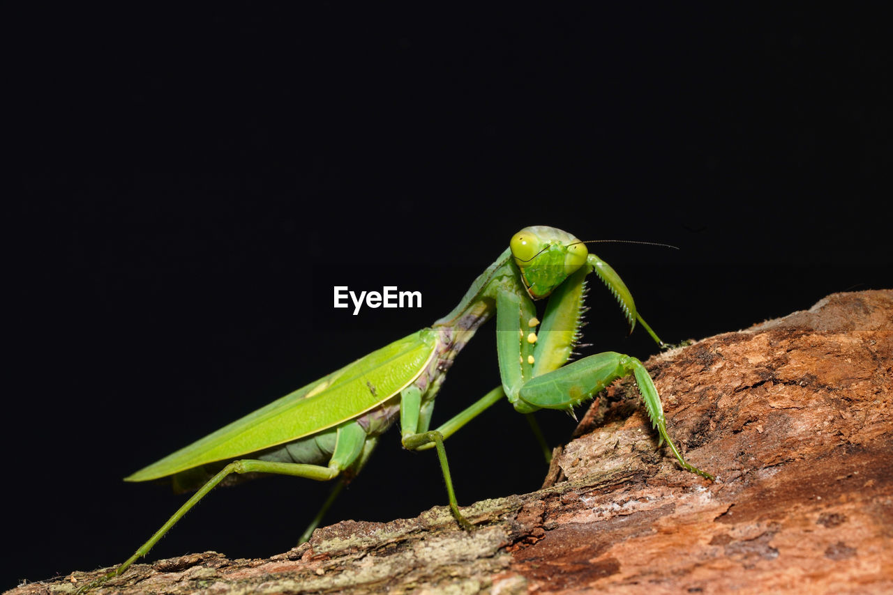 CLOSE-UP OF GREEN INSECT