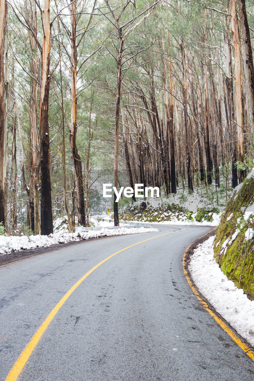 EMPTY ROAD IN FOREST