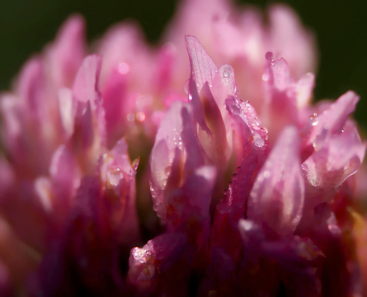 flower, flowering plant, plant, pink, freshness, beauty in nature, blossom, macro photography, close-up, nature, water, selective focus, petal, drop, fragility, inflorescence, growth, no people, wet, flower head, purple, outdoors, magenta, shrub, springtime, dew, macro