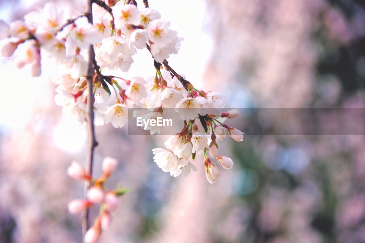 Close-up of pink cherry blossom