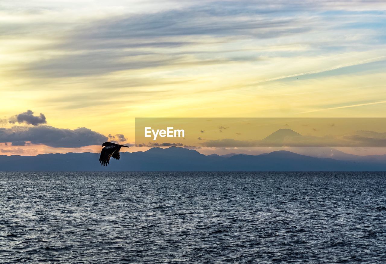 Bird flying over sea against sky during sunset