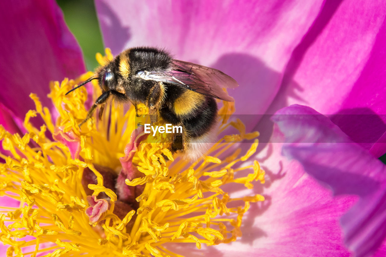 CLOSE-UP OF BEE ON FLOWER